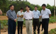 市领导检查速生桉改竹项目示范区建设情况
