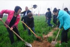 市妇联开展创建“幸福桃园”义务植树活动，百